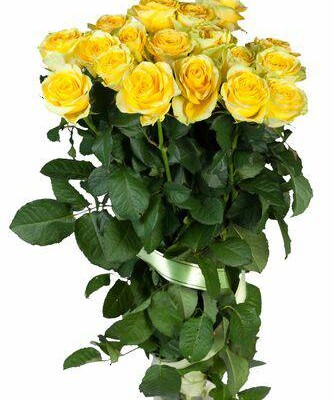 Aroma Rosas Frescas