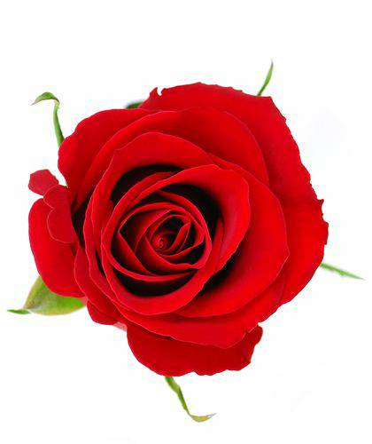 MWLZDeQzvuxE6GVgtNl-16.jpg Aroma Rosa Tropical