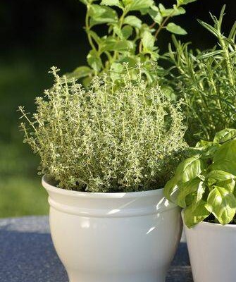Aroma Romero &  Menta