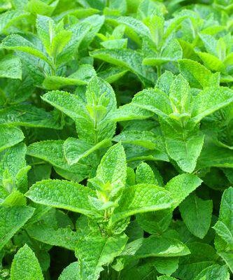 Aroma Menta Verde (spearmint)