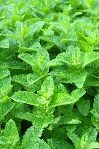 MWLm0z_mT5PPYeLWBCR-16.jpg Aroma Menta Verde (spearmint)