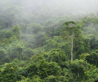 MWLpTkVwI7F9fjNPQ-0-16.jpg Aroma Lluvia Tropical