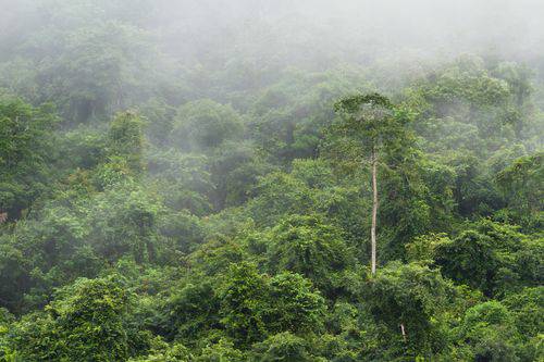 Aroma Lluvia Tropical