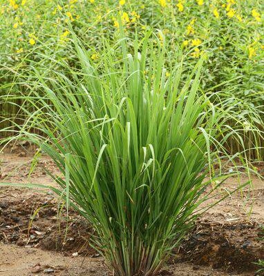MWLrrHsxEE7I741sEgH-16.jpg Aroma Lemongrass