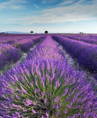 MWLtE6o6gFzURUIFed8-16.jpg Aroma Lavanda Fresca