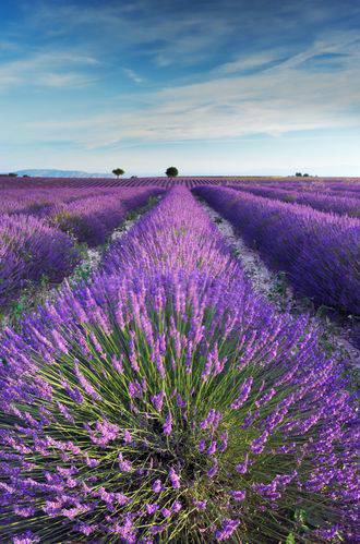 MWLtE6o6gFzURUIFed8-16.jpg Aroma Lavanda Fresca