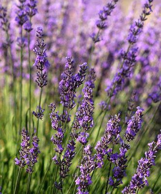 MWLta9tJQSP1M31fCHQ-16.jpg Aroma Lavanda Francesa