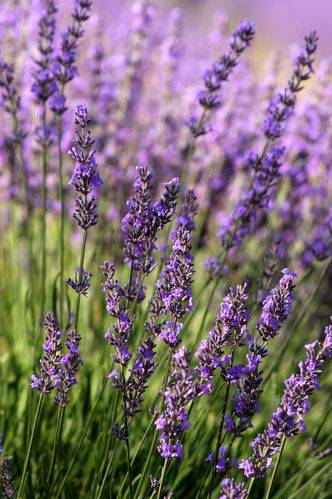 MWLta9tJQSP1M31fCHQ-16.jpg Aroma Lavanda Francesa