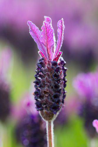 MWLtzst5mGhmTzvkpzp-16.jpg Aroma Lavanda Blossom
