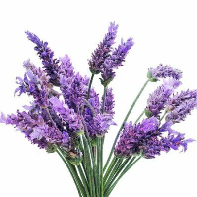 MWLuUx22b4C4knXDNZo-16.jpg Aroma Lavanda