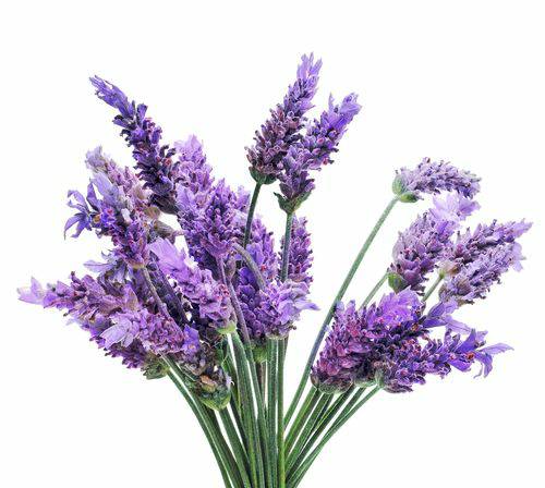Aroma Lavanda