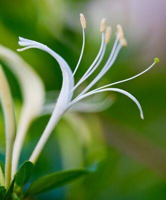 MWLwjZ2AQX1LRl8CKAk-16.jpg Aroma Honeysuckle