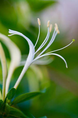 MWLwjZ2AQX1LRl8CKAk-16.jpg Aroma Honeysuckle