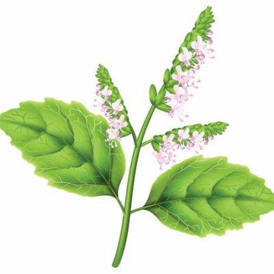 MWLzwtT01DYeG5VtA_L-28.jpg Aroma Flor Patchouli