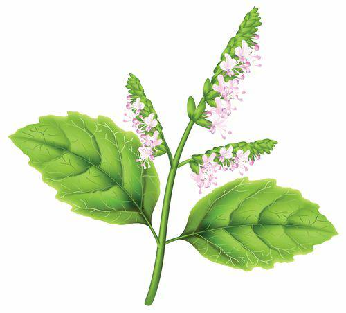 MWLzwtT01DYeG5VtA_L-28.jpg Aroma Flor Patchouli