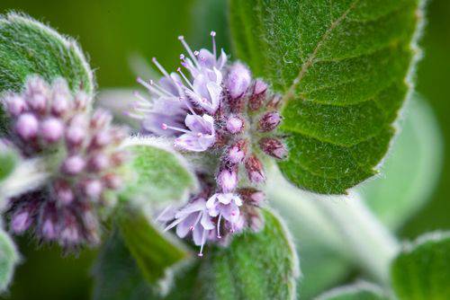 Aroma Eucalipto & Menta