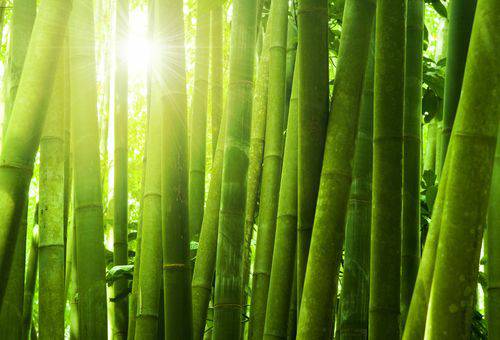 Aroma Bambu & Lima