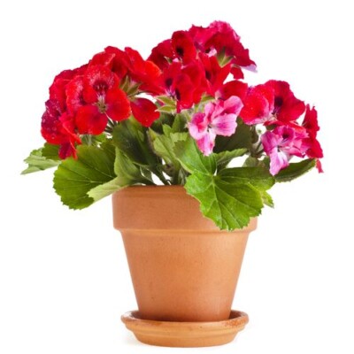 Nm8SH4DwZiPrjSvVa4Q-18.jpg Aroma Geranio