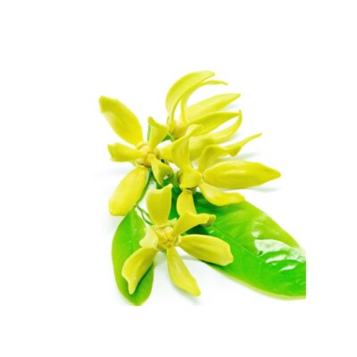 Ns9DmG-DA2IoDTIgTf3-18.jpg Aroma Ylang Ylang