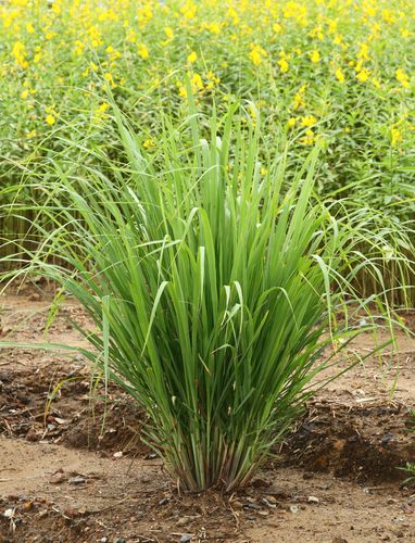 O3OlToLq7FVKwLVk8d7-20.jpg Aroma Lemongrass & Eucalipto