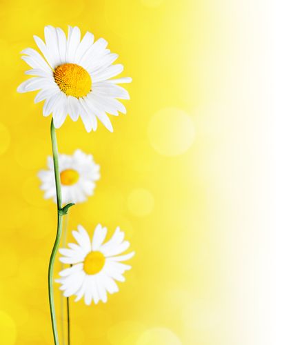 OFFmcKoH43IKyqOYOZG-21.jpg Aroma Flor Margarita