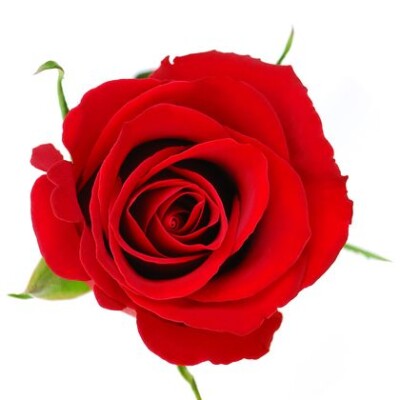 Aroma Petalos de Rosas