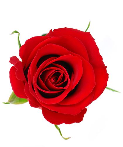 OFFoWfv0c3t6oy7ppKm-20.jpg Aroma Petalos de Rosas