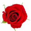 Aroma Rosa Tropical