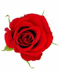 Aroma Rosa Tropical