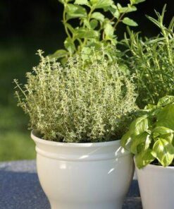 Aroma Romero &  Menta