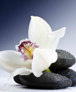 Aroma Orquidea