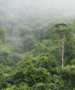 Aroma Lluvia Tropical
