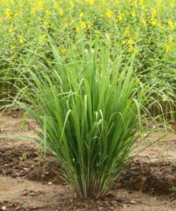 Aroma Lemongrass