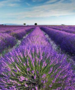 Aroma Lavanda Fresca