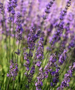 Aroma Lavanda Francesa