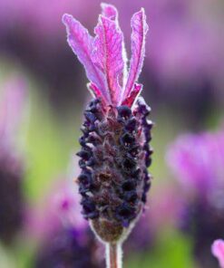 Aroma Lavanda Blossom - 1 oz