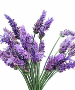 Aroma Lavanda