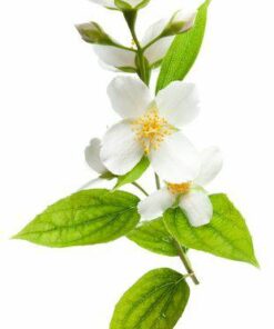 Aroma Jazmín Medianoche
