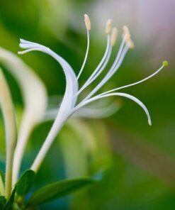 Aroma Honeysuckle