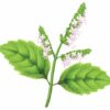 Aroma Flor Patchouli