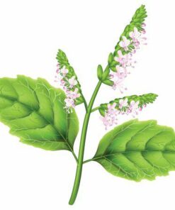 Aroma Flor Patchouli