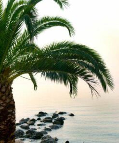 Aroma Brisa Marina