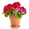 Aroma Geranio
