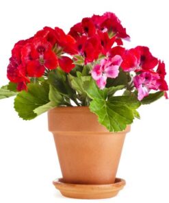 Aroma Geranio