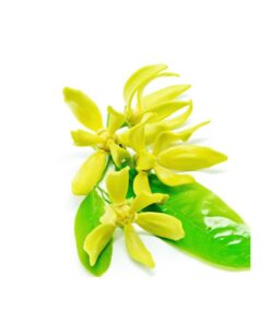 Aroma Ylang Ylang - 1 oz