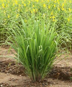 Aroma Lemongrass & Eucalipto