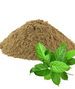Gymnema polvo