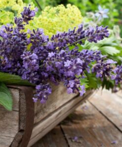 Lavanda & Cedro
