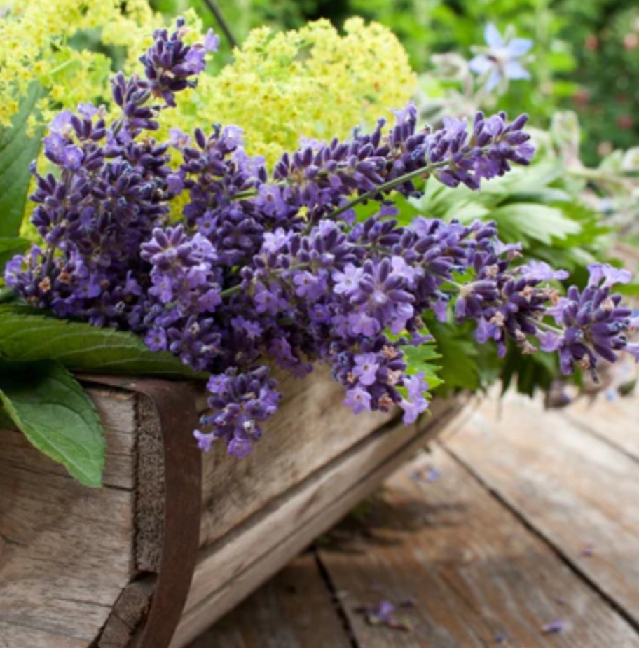 Lavanda & Cedro