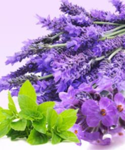 Lavanda & Menta